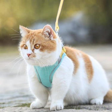 Escape Proof Pets Vest Harness and Leash Set